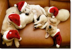 christmas-santa-puppies